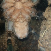 A. Seemanni