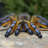 Harpactira pulchripes