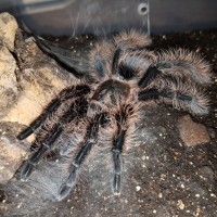 B. Albopilosum.  New clothes.