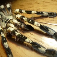 Poecilotheria regalis