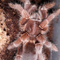 P.muticus