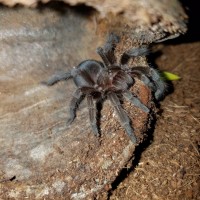 G. Pulchra