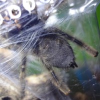 A. Avicularia