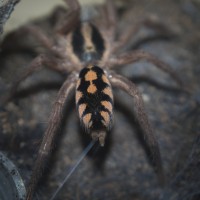 Hapalopus sp. Colombia Large