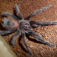 Xenesthis intermedia 6i; 4 Inch DLS; Molt Date 9-13-17; Photo'd 9-26-17