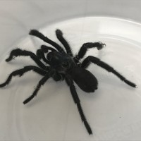 MM Trapdoor Spider (Eucteniza)