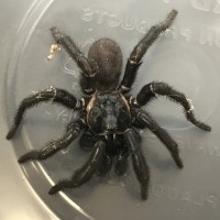 MM Trapdoor Spider (Eucteniza)