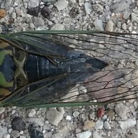 cicada