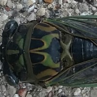 cicada close up