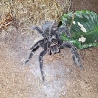 Lasiodora Parahybana