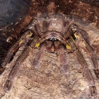 P.ornata