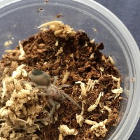 Aphonopelma gabeli sling