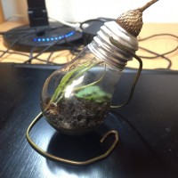 Light bulb terrarium