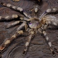 Poecilotheria formosa