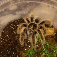 B. Albopilosum