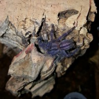 Poecilotheria metallica