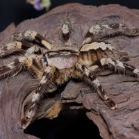 Poecilotheria striata