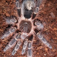 G.pulchripes