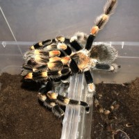 Brachypelma hamorii pair