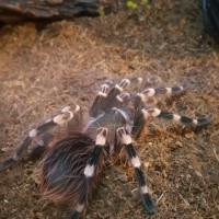 Freshly Molted Acanthoscurria geniculata