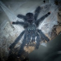 Avicularia metallica 3.5" Male