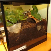 Ceratogyrus marshalli Enclosure