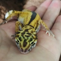 Leopard gecko