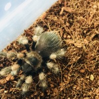 B. hamorii (ex smithi) sling