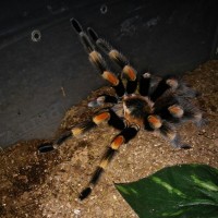 Brachypelma MM