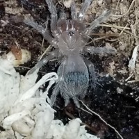 Acanthoscurria geniculate 1/4 "