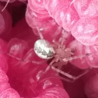 spider in my raspberries