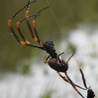 Nephila plumipes