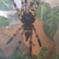 Poecilotheria regalis L9