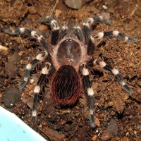 Genicula (Acanthoscurria geniculata, 2.5" Male)