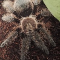 B. albopilosum