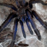 Chilobrachys sp. Dyscolus blue