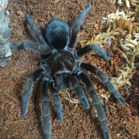 G. pulchra 3.5~DLS