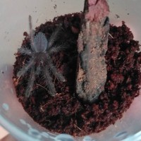 Cyriopagopus Sp. Hati hati sling