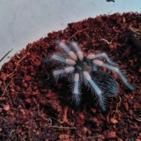 Brachypelma Hammori/ Ex. Smithi