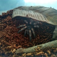 Ex. Smithi