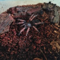 B. Boehmei