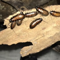 Gromphadorhina oblongonota nymphs