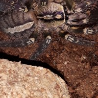 P.ornata