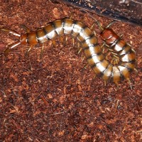 Scolopendra alternans