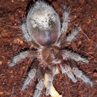 G.pulchra