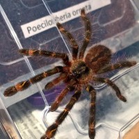 P. ornata