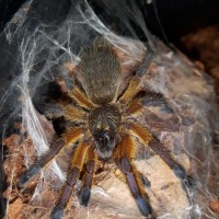 H.pulchripes