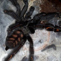 P.irminia