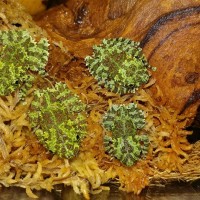 Theloderma corticale - Vietnamese Mossy Frogs
