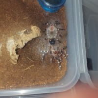 Geniculata